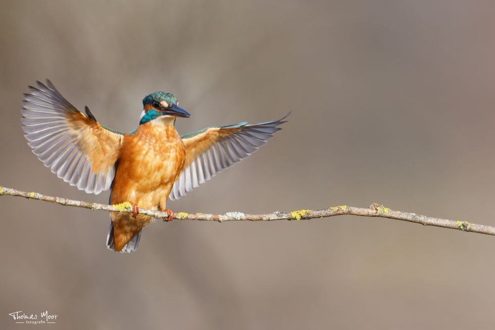 Thomas Moor Fotografie für Tier & Landschaftsfotografie