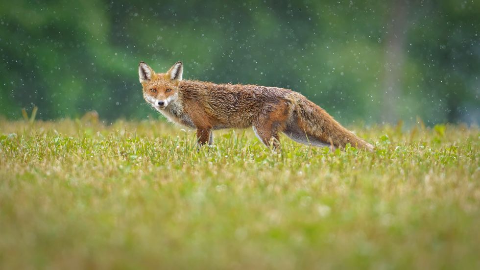 Thomas Moor Fotografie für Tier & Landschaftsfotografie